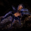 Sklipkan zebrovany - Davus ruficeps - Costa Rican Suntiger Tarantula 7903